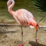 Pink Flamingo