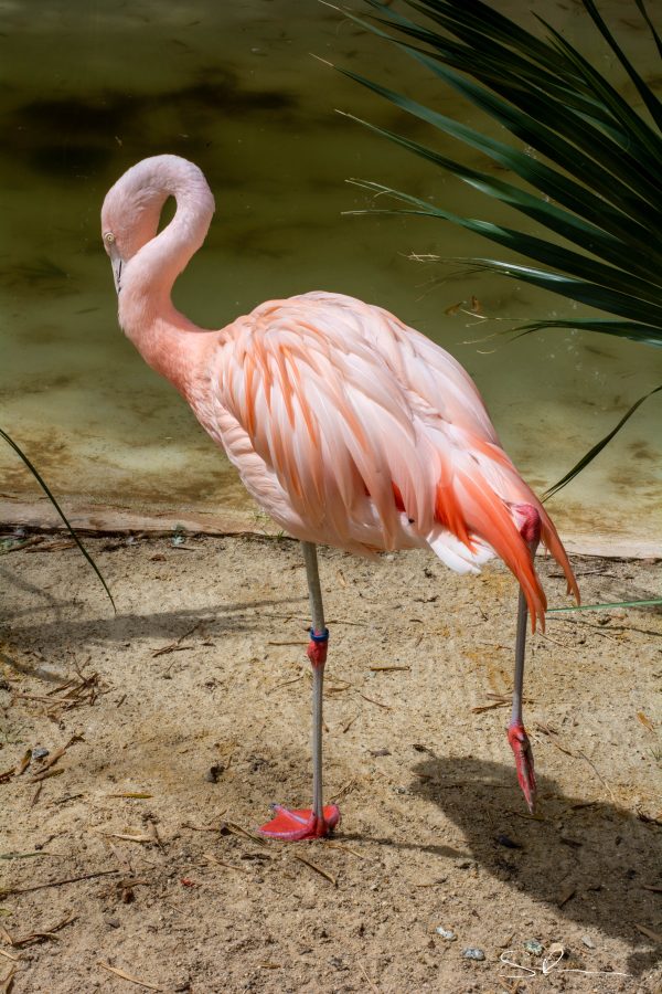Pink Flamingo