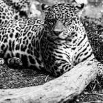 Leopard never changes its spots