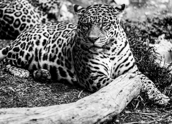 Leopard never changes its spots