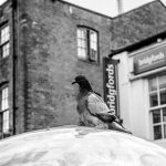 Pigeon chilling out