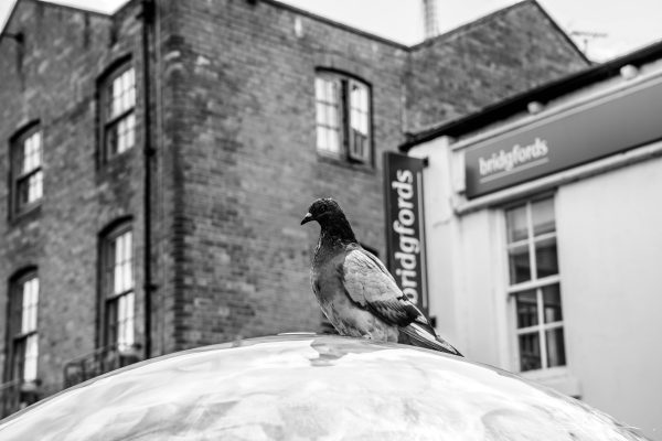 Pigeon chilling out