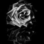 White Rose