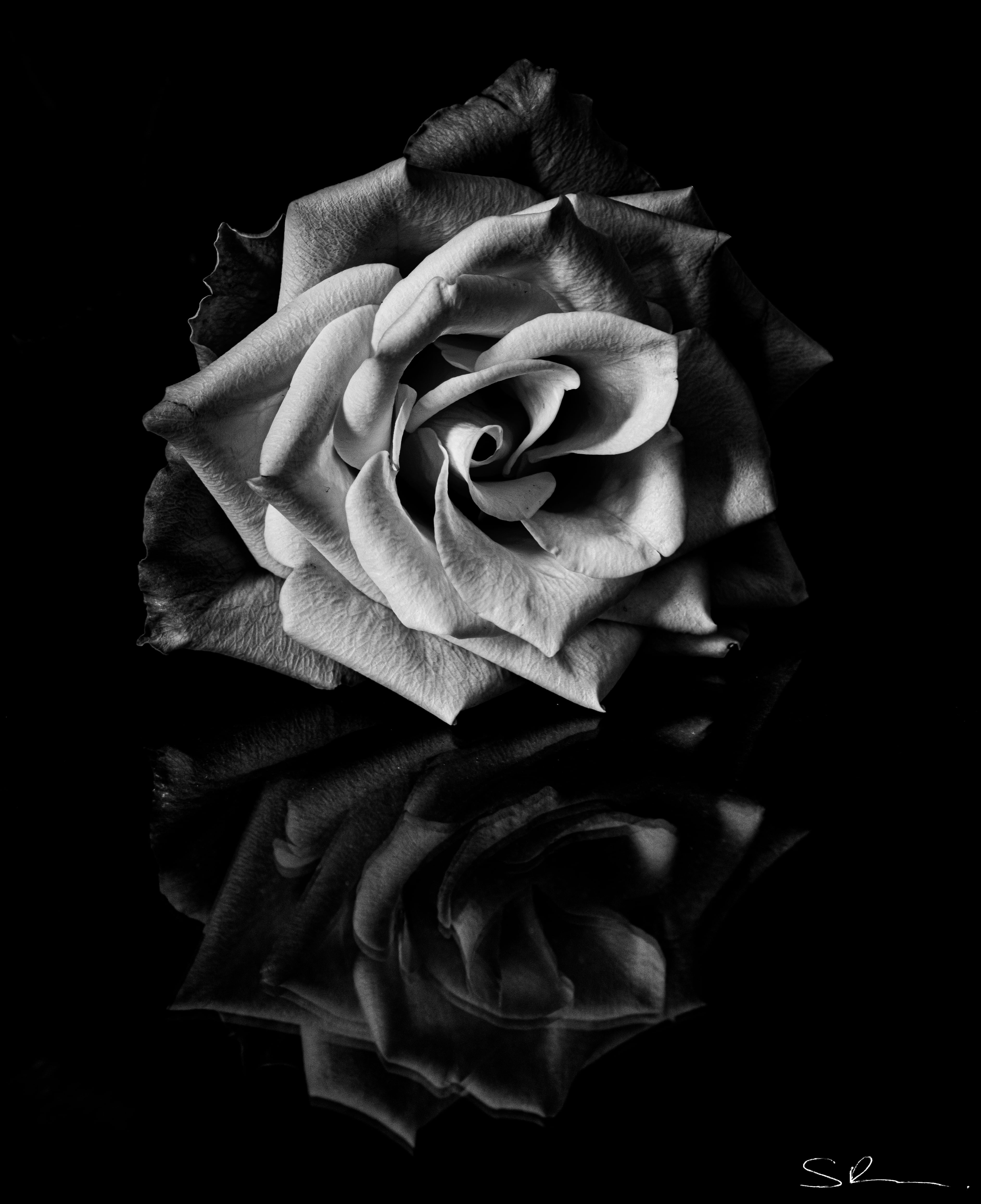 White Rose